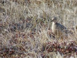 Buff-breasted Sandpiper